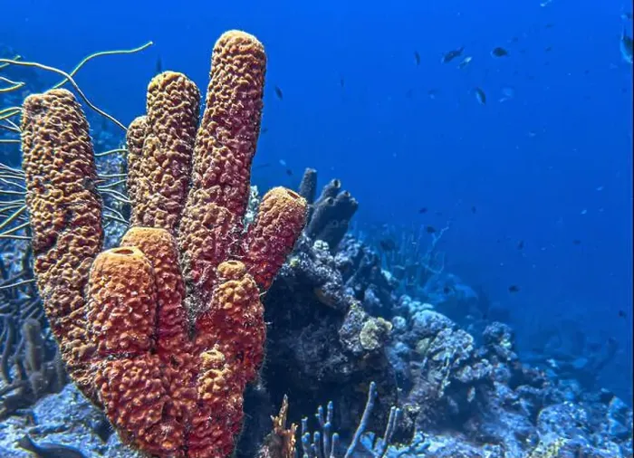Framed Print : Caribbean coral reef off the coast of the island of Bonaire Framed Print : Caribbean coral reef off the coast of the island of Bonaire