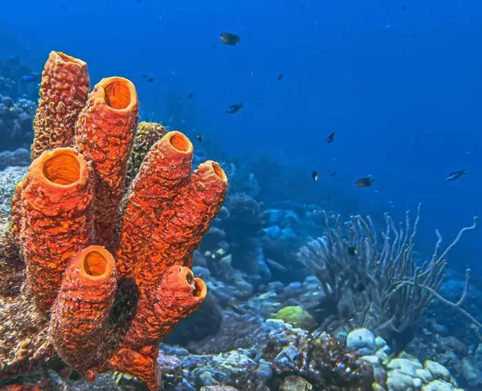 Framed Print : Caribbean coral reef off the coast of the island of Bonaire Framed Print : Caribbean coral reef off the coast of the island of Bonaire