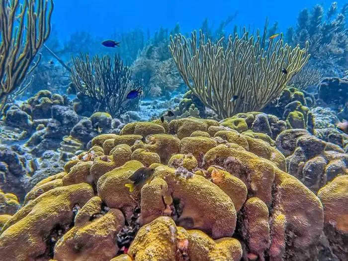 Framed Print : Caribbean coral reef off the coast of the island of Bonaire Framed Print : Caribbean coral reef off the coast of the island of Bonaire