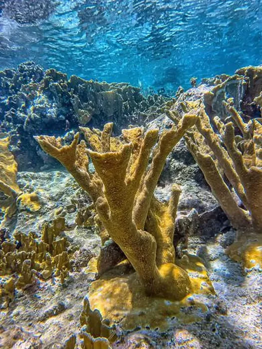 Framed Print : Caribbean coral reef off the coast of the island of Bonaire Framed Print : Caribbean coral reef off the coast of the island of Bonaire