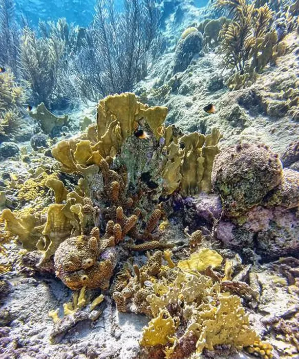 Framed Print : Caribbean coral reef off the coast of the island of Bonaire Framed Print : Caribbean coral reef off the coast of the island of Bonaire