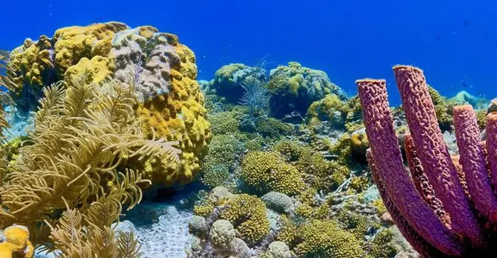 Framed Print : Caribbean coral reef off the coast of the island of Bonaire Framed Print : Caribbean coral reef off the coast of the island of Bonaire