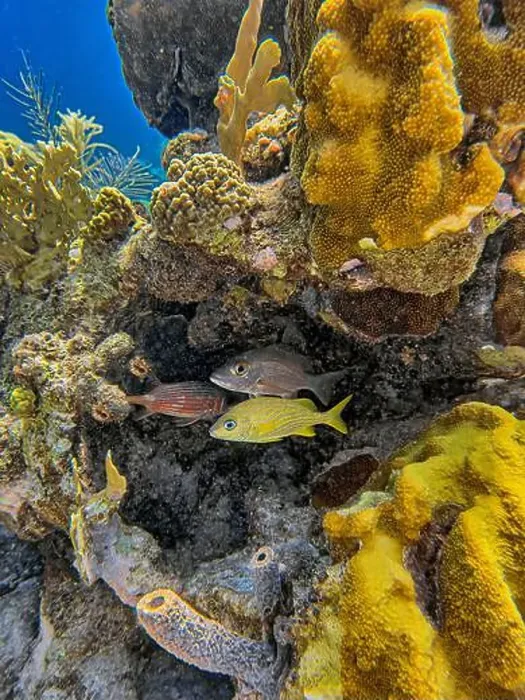 Framed Print : Caribbean coral reef off the coast of the island of Bonaire Framed Print : Caribbean coral reef off the coast of the island of Bonaire