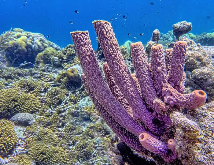 Framed Print : Caribbean coral reef off the coast of the island of Bonaire Framed Print : Caribbean coral reef off the coast of the island of Bonaire
