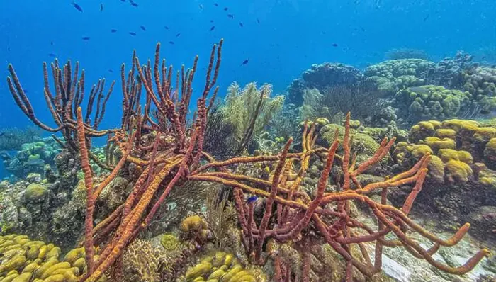 Framed Print : Caribbean coral reef off the coast of the island of Bonaire Framed Print : Caribbean coral reef off the coast of the island of Bonaire
