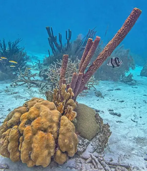 Framed Print : Caribbean coral reef off the coast of the island of Bonaire Framed Print : Caribbean coral reef off the coast of the island of Bonaire