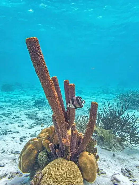Framed Print : Caribbean coral reef off the coast of the island of Bonaire Framed Print : Caribbean coral reef off the coast of the island of Bonaire