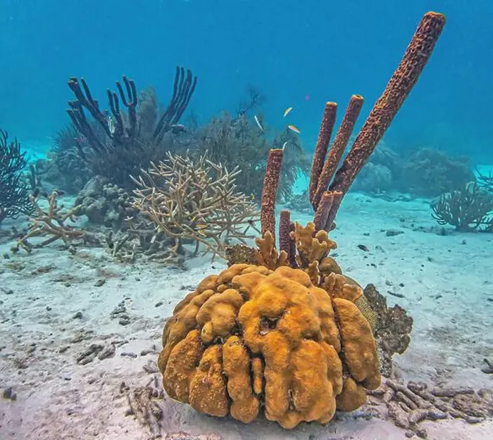 Framed Print : Caribbean coral reef off the coast of the island of Bonaire Framed Print : Caribbean coral reef off the coast of the island of Bonaire