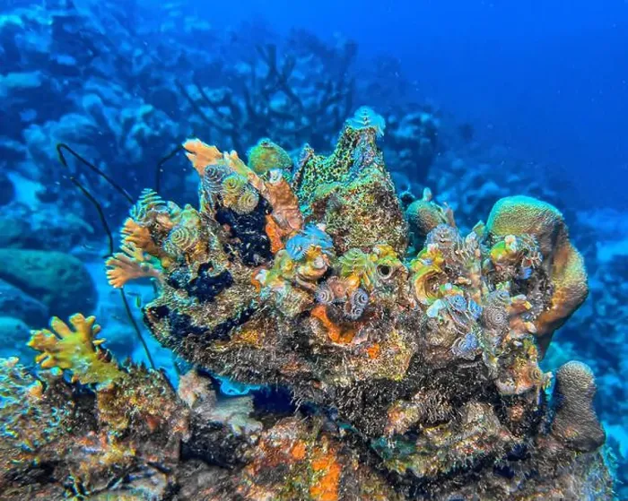 Framed Print : Caribbean coral reef off the coast of the island of Bonaire in summer Framed Print : Caribbean coral reef off the coast of the island of Bonaire in summer