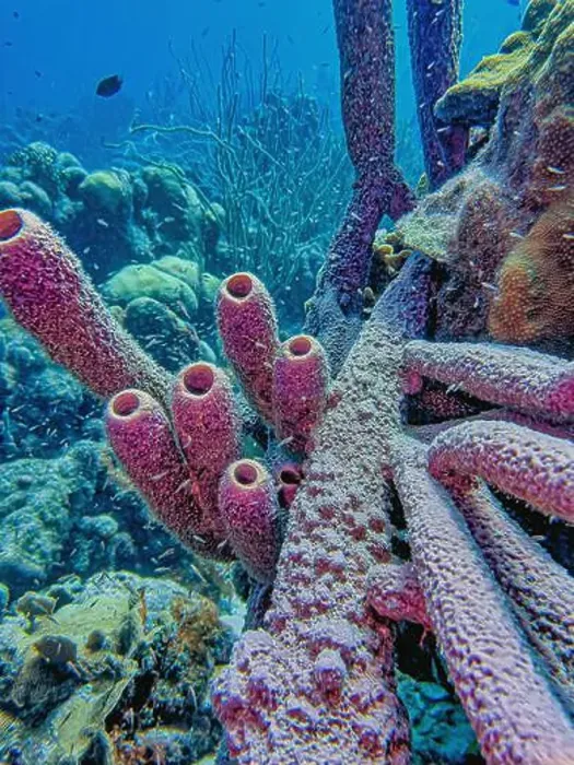 Framed Print : Caribbean coral reef off the coast of the island of Bonaire in summer Framed Print : Caribbean coral reef off the coast of the island of Bonaire in summer