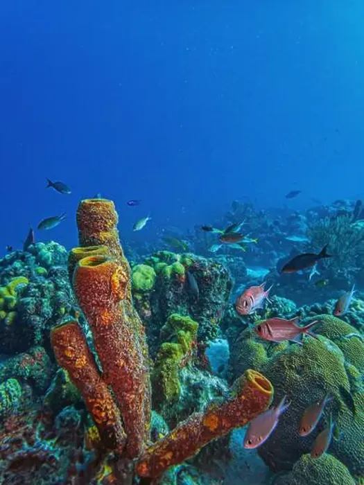 Framed Print : Caribbean coral reef off the coast of the island of Bonaire in summer Framed Print : Caribbean coral reef off the coast of the island of Bonaire in summer