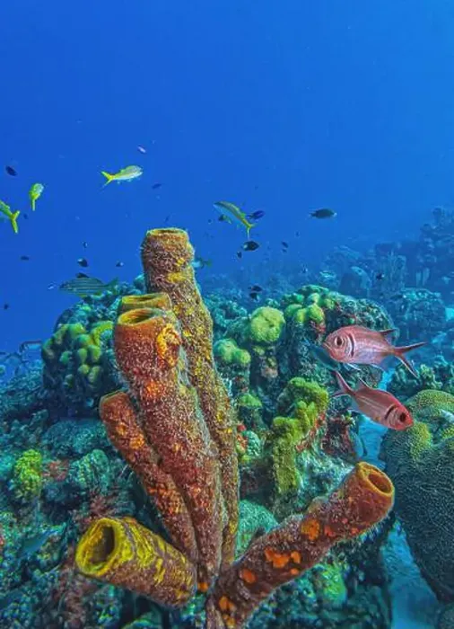 Framed Print : Caribbean coral reef off the coast of the island of Bonaire in summer Framed Print : Caribbean coral reef off the coast of the island of Bonaire in summer