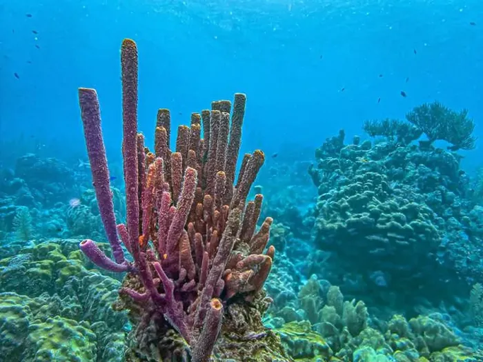 Framed Print : Caribbean coral reef off the coast underwater in Bonaire Framed Print : Caribbean coral reef off the coast underwater in Bonaire
