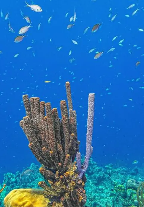 Framed Print : Caribbean coral reef off the coast underwater in Bonaire Framed Print : Caribbean coral reef off the coast underwater in Bonaire