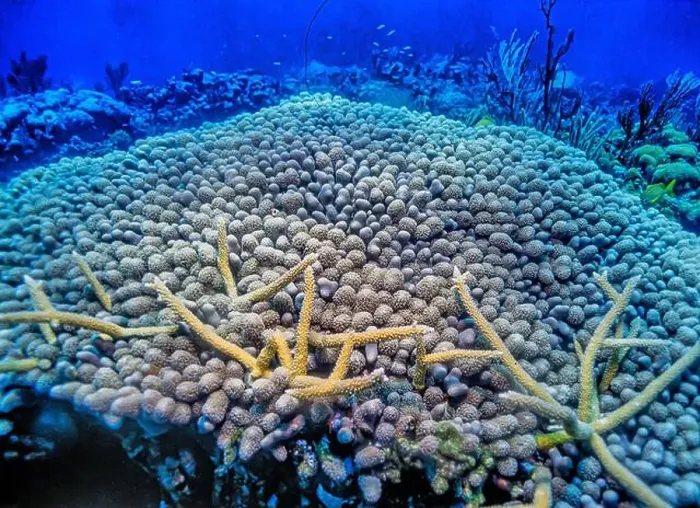 Framed Print : Caribbean coral reef off the coastof the island of Boanire Framed Print : Caribbean coral reef off the coastof the island of Boanire