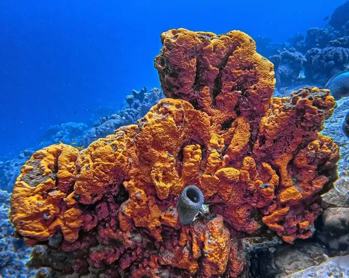 Framed Print : Caribbean coral reef with orange elephant ear sprong Framed Print : Caribbean coral reef with orange elephant ear sprong