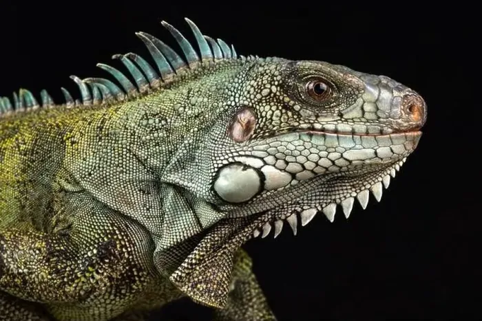 Framed Print : Caribbean green iguana (Iguana iguana ssp.) Framed Print : Caribbean green iguana (Iguana iguana ssp.)