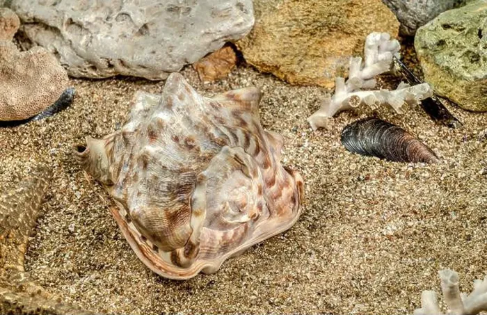 Framed Print : Caribbean King Helmet sea snail shell Cassis Tuberosa on a sand underwater Framed Print : Caribbean King Helmet sea snail shell Cassis Tuberosa on a sand underwater