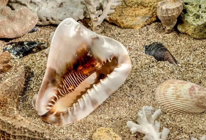 Framed Print : Caribbean King Helmet sea snail shell Cassis Tuberosa on a sand underwater Framed Print : Caribbean King Helmet sea snail shell Cassis Tuberosa on a sand underwater