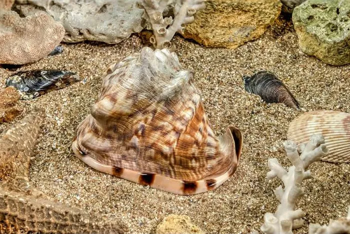 Framed Print : Caribbean King Helmet sea snail shell Cassis Tuberosa on a sand underwater Framed Print : Caribbean King Helmet sea snail shell Cassis Tuberosa on a sand underwater