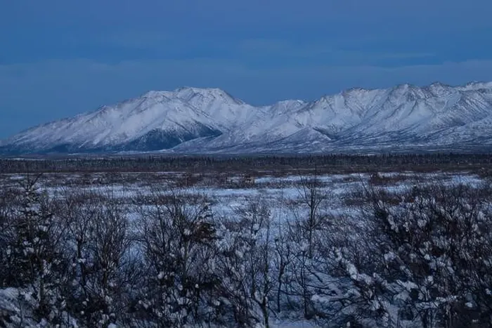 Framed Print : Caribou in field with snowy mountains in the background on a winter evening after sunset near Delta Junction Framed Print : Caribou in field with snowy mountains in the background on a winter evening after sunset near Delta Junction