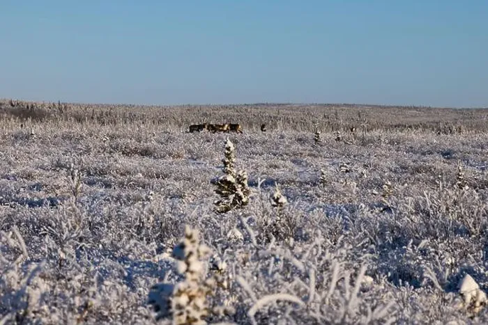 Framed Print : Caribou in icy field on a sunny winter day near Delta Junction, Alaska Framed Print : Caribou in icy field on a sunny winter day near Delta Junction, Alaska