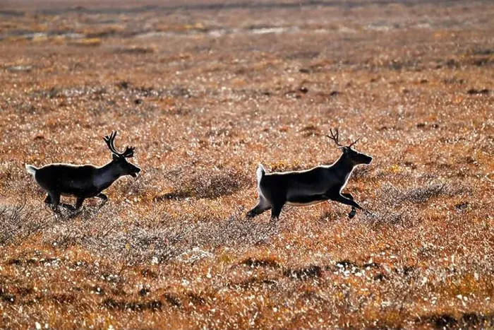 Framed Print : Two caribou run in the arctic tundra near Deadhorse in Alaska Framed Print : Two caribou run in the arctic tundra near Deadhorse in Alaska