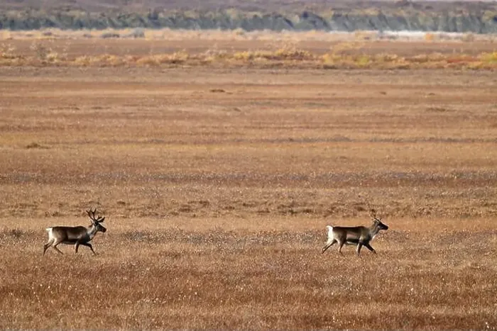 Framed Print : Two caribou run in the arctic tundra near Deadhorse in Alaska Framed Print : Two caribou run in the arctic tundra near Deadhorse in Alaska