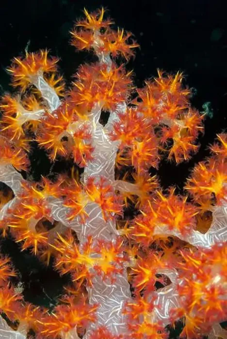 Framed Print : Carnation Coral, Dendronephthya sp, West Ridge dive site, Sipadan island, Sabah, Malaysia, Celebes Sea Framed Print : Carnation Coral, Dendronephthya sp, West Ridge dive site, Sipadan island, Sabah, Malaysia, Celebes Sea