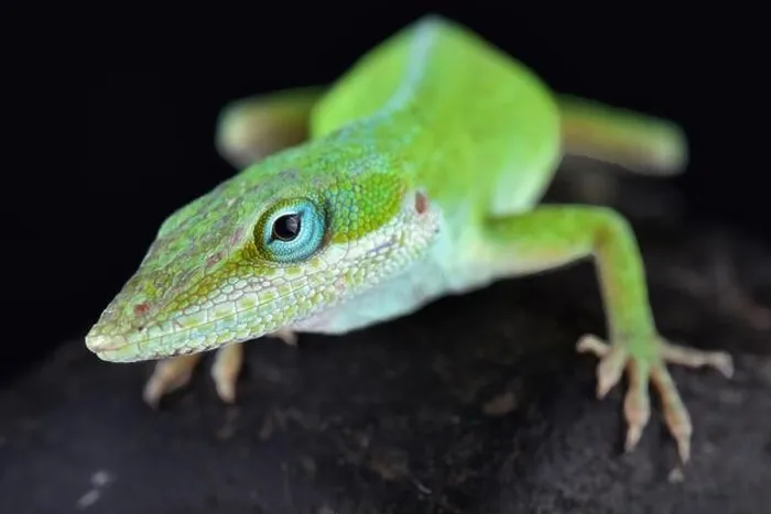 Framed Print : The Carolina anole (Anolis carolinensis) Framed Print : The Carolina anole (Anolis carolinensis)