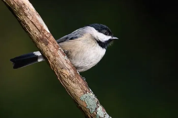 Framed Print : A Carolina chickadee perched on a stick Framed Print : A Carolina chickadee perched on a stick