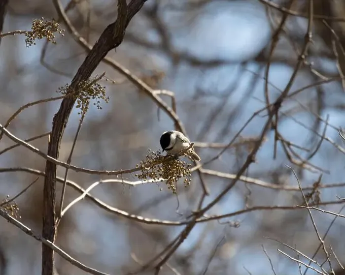 Framed Print : Carolina chickadee (Poecile carolinensis) eating berries on branch, Austin, Texas, USA Framed Print : Carolina chickadee (Poecile carolinensis) eating berries on branch, Austin, Texas, USA