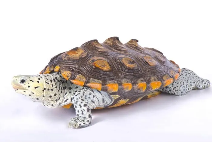 Framed Print : Carolina diamondback terrapin, Malaclemys terrapin centrata Framed Print : Carolina diamondback terrapin, Malaclemys terrapin centrata