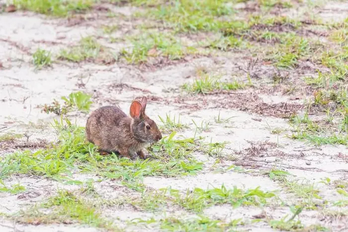 Framed Print : Carolina Marsh rabbit (Sylvilagus palustris palustris) sitting in the dunes in Emerald Isle. North Carolina. USA Framed Print : Carolina Marsh rabbit (Sylvilagus palustris palustris) sitting in the dunes in Emerald Isle. North Carolina. USA