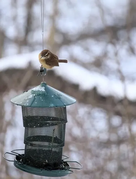 Framed Print : Carolina wren sitting on a bird feeder in prospect park brooklyn new york city during winter snow on trees Framed Print : Carolina wren sitting on a bird feeder in prospect park brooklyn new york city during winter snow on trees