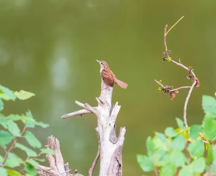 Framed Print : Carolina wren (Thryothorus ludovicianus) sitting on a dead tree branch Framed Print : Carolina wren (Thryothorus ludovicianus) sitting on a dead tree branch