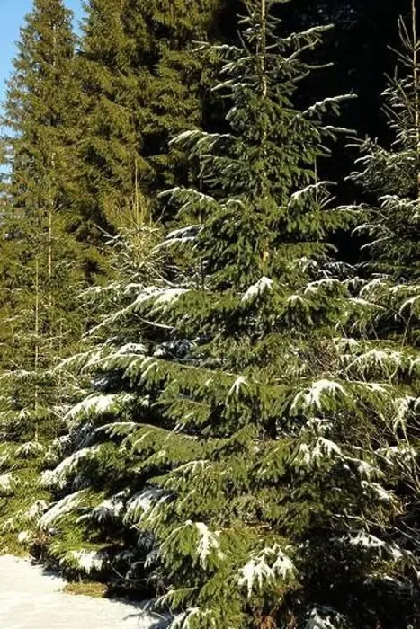 Framed Print : Carpathian forest with snow in sunny day Framed Print : Carpathian forest with snow in sunny day