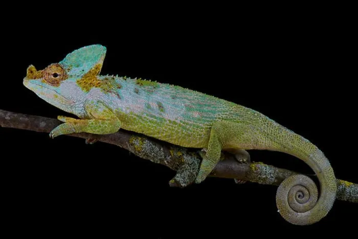 Framed Print : Carpenter's chameleon, Kinyongia carpenteri Framed Print : Carpenter's chameleon, Kinyongia carpenteri