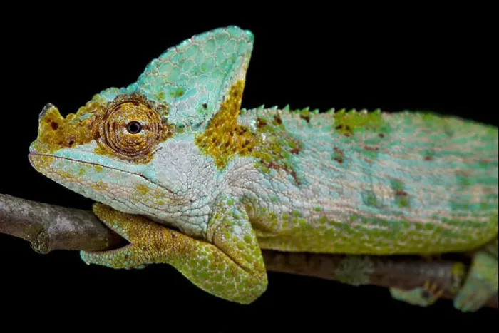 Framed Print : Carpenter's chameleon, Kinyongia carpenteri Framed Print : Carpenter's chameleon, Kinyongia carpenteri