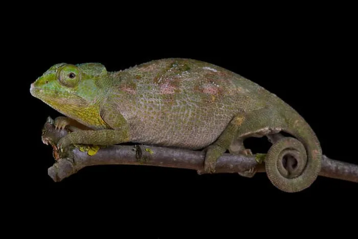Framed Print : Carpenter's chameleon, Kinyongia carpenteri Framed Print : Carpenter's chameleon, Kinyongia carpenteri