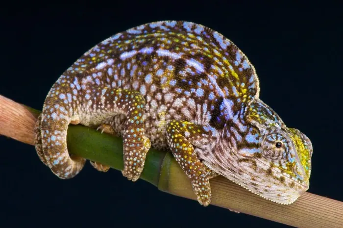 Framed Print : Carpet chameleon / Furcifer lateralis Framed Print : Carpet chameleon / Furcifer lateralis