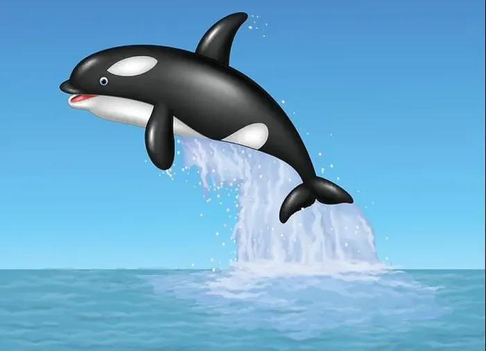 Framed Print : Cartoon orca jumping on the blue ocean background Framed Print : Cartoon orca jumping on the blue ocean background