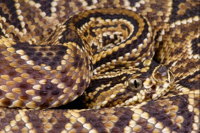 Framed Print : Cascavel  /  Crotalus durissus