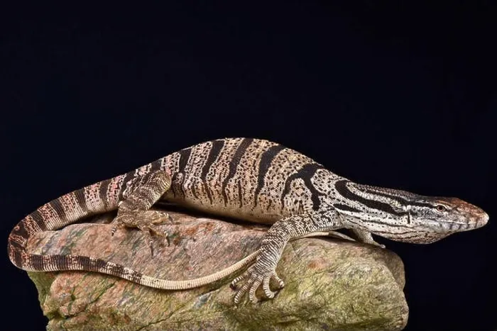 Framed Print : Caspian monitor (Varanus griseus caspius) Framed Print : Caspian monitor (Varanus griseus caspius)