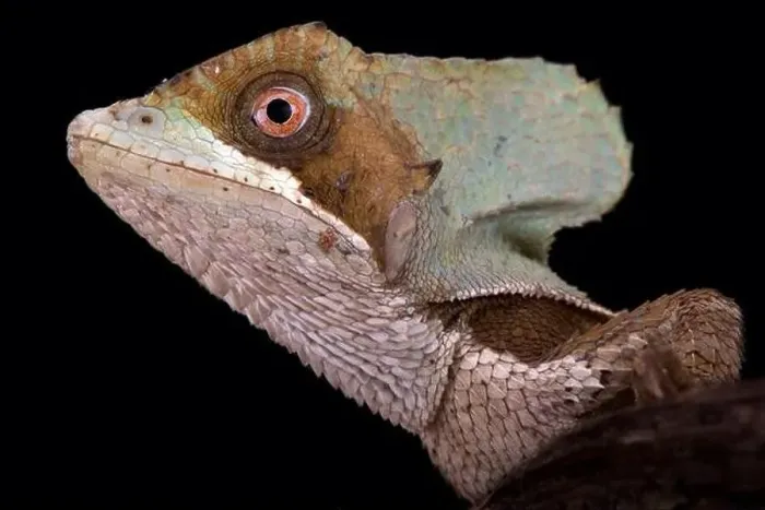Framed Print : Casque-headed lizard (Corytophanes hernandezii) Framed Print : Casque-headed lizard (Corytophanes hernandezii)