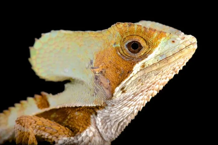 Framed Print : Casque-headed lizard (Corytophanes hernandezii) male Framed Print : Casque-headed lizard (Corytophanes hernandezii) male