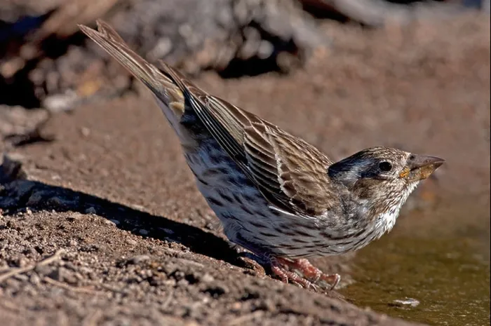 Framed Print : Cassin's Finch (Carpodacus cassinii) female taking a drink at the edge of a small pond at Cabin Lake