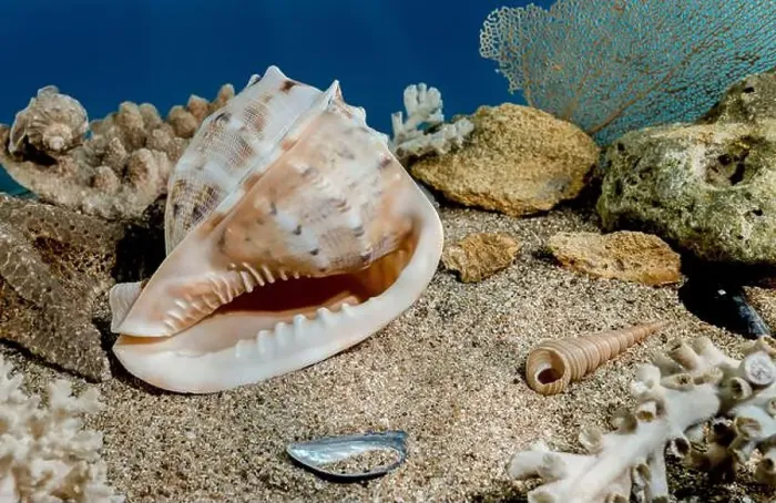 Framed Print : Cassis Cornuta sea shell or horned helmet underwater. Shell on the seabed Framed Print : Cassis Cornuta sea shell or horned helmet underwater. Shell on the seabed