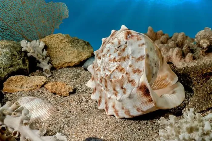 Framed Print : Cassis Cornuta sea shell or horned helmet underwater. Shell on the seabed Framed Print : Cassis Cornuta sea shell or horned helmet underwater. Shell on the seabed