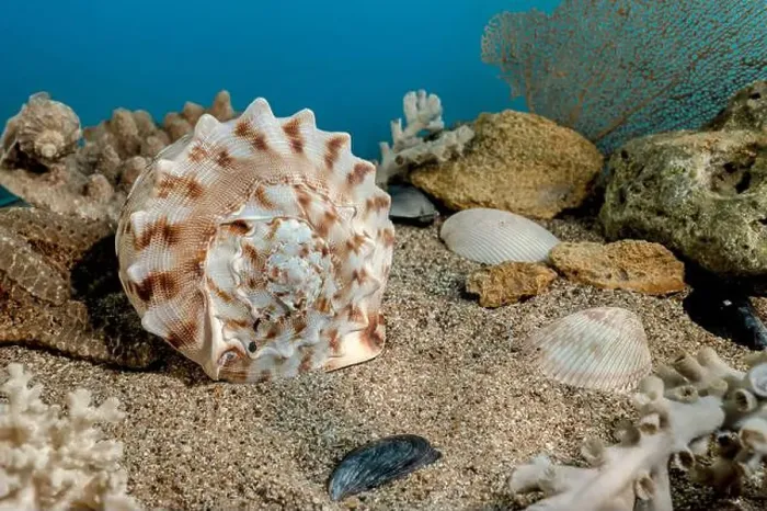 Framed Print : Cassis Cornuta sea shell or horned helmet underwater. Shell on the seabed Framed Print : Cassis Cornuta sea shell or horned helmet underwater. Shell on the seabed